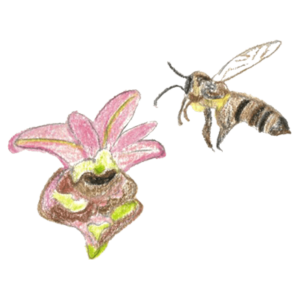 Association APIFERA Nature et bien-être